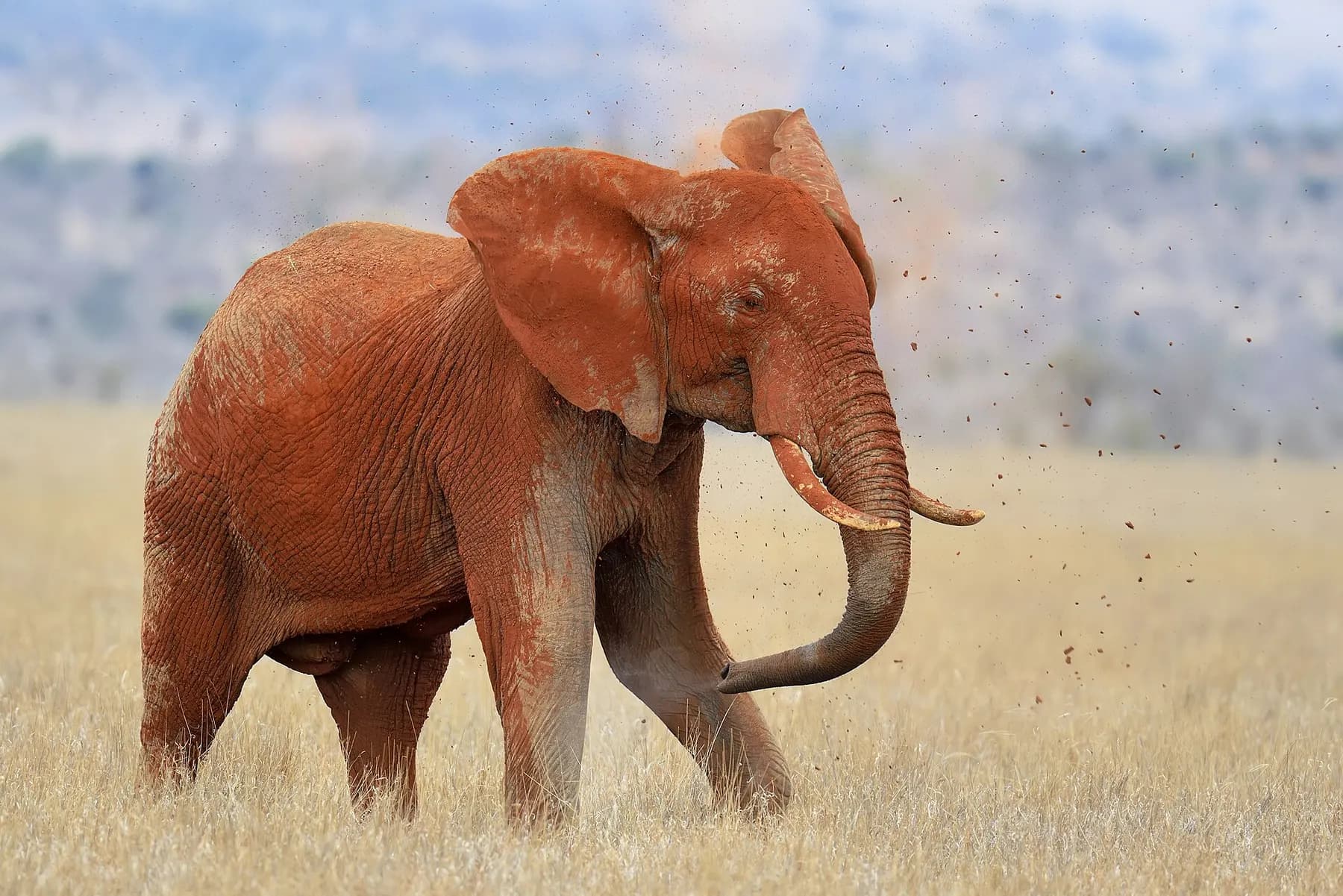 Tsavo